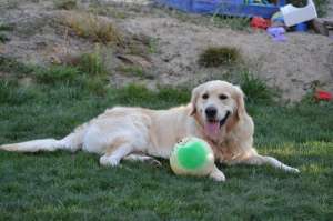 Ofer GRATUIT pt monta mascul deosebit Golden Retriever