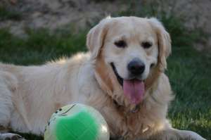 Ofer GRATUIT pt monta mascul deosebit Golden Retriever