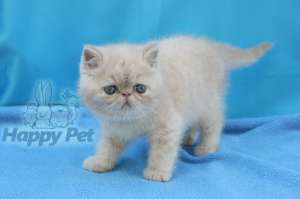VAND PISICI EXOTIC SHORTHAIR BUCURESTI BRASOV IASI ORADEA CONSTANTA TIMISOARA GALATI