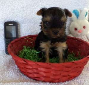 yorki toy