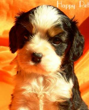VAND CAINI CAVALIER KING CHARLES BUCURESTI BRASOV IASI ORADEA CONSTANTA TIMISOARA GALATI SATU MARE