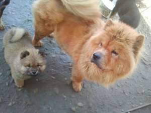 vind chow-chow pui