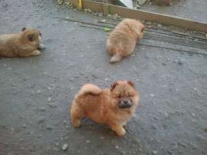 vind chow-chow pui