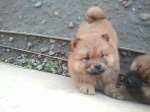 vind chow-chow pui