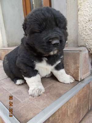 Pui Ciobanesc Caucazian cu PEDIGREE