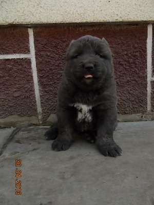 Pui Ciobanesc Caucazian cu PEDIGREE