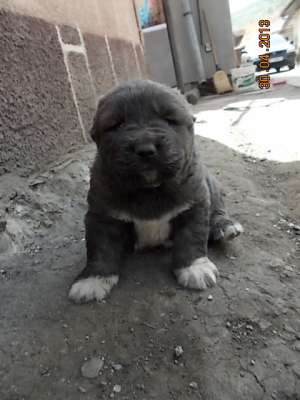 Pui Ciobanesc Caucazian cu PEDIGREE