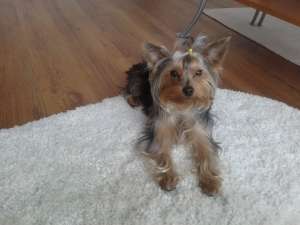 vand pui yorkshire terrier