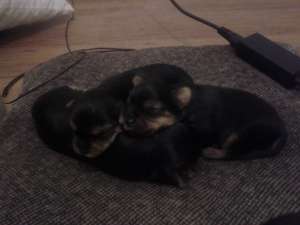 vand pui yorkshire terrier