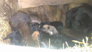 Vand pui cane corso