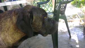Vand pui cane corso