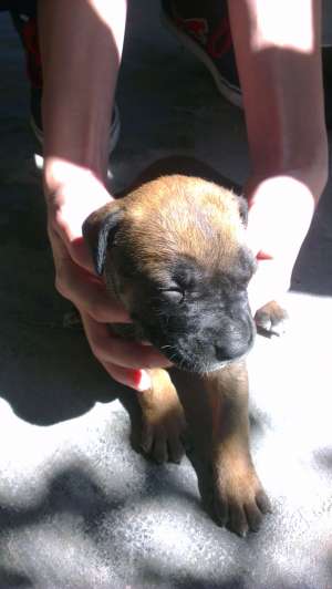 Vand pui cane corso
