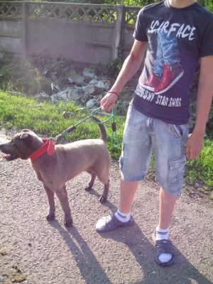 caut mascul shar-pei traditional pentru monta