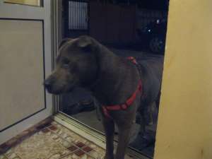caut mascul shar-pei traditional pentru monta