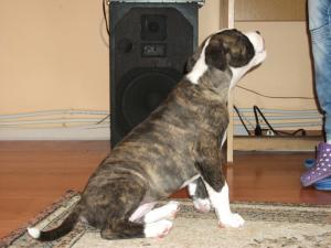 Vand pui Amstaff