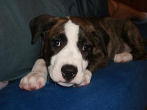 Vand pui Amstaff