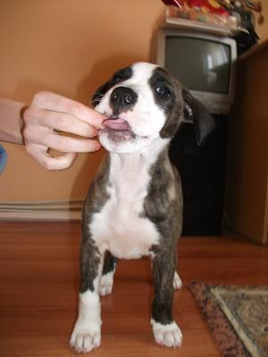 Vand pui Amstaff