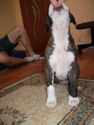 Vand pui Amstaff