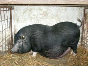 VAND PORCI VIETNAMEZI