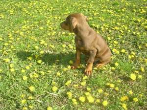 pui sara doberman