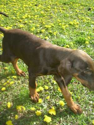 pui sara doberman