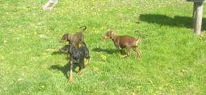 pui sara doberman