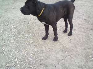 Vand catei Cane Corso fara pedigree,   6 saptamani,   deparazitati si vaccinati. Detin ambii parinti