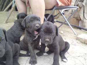 Vand catei Cane Corso fara pedigree,   6 saptamani,   deparazitati si vaccinati. Detin ambii parinti