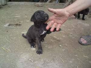 Vand catei Cane Corso fara pedigree,   6 saptamani,   deparazitati si vaccinati. Detin ambii parinti