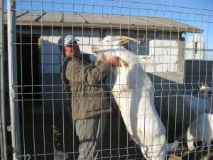 vand lapte si produse din lapte de capra