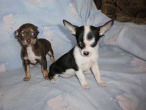 vand chihuahua toy