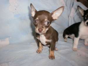 vand chihuahua toy