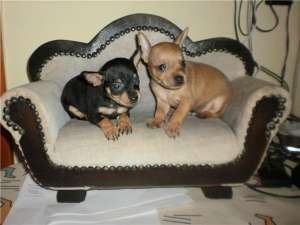 vand pinscher pitic