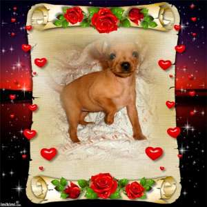 vand pinscher pitic
