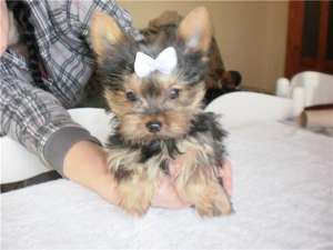 yorkshire terrier toy