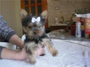 yorkshire terrier toy