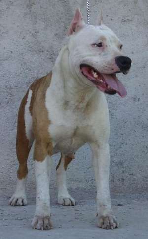 Vand femela AMSTAFF