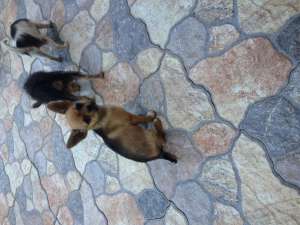 Vand pui Chihuahua Toy