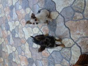 Vand pui Chihuahua Toy