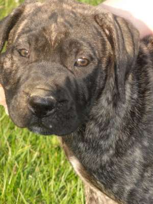 pui de presa canario cu pedigree