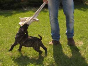 pui de presa canario cu pedigree