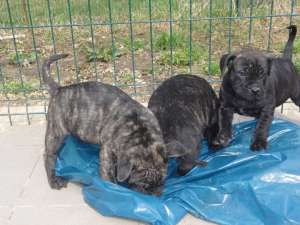 pui de presa canario cu pedigree