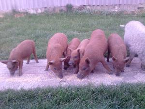 PORCI MANGALITA