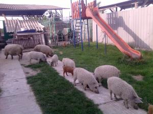 PORCI MANGALITA