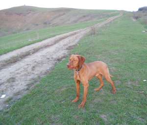 Vizsla maghiar