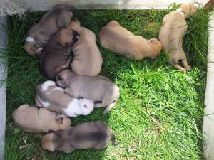 Vand Amstaff