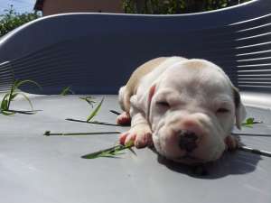 Vand Amstaff