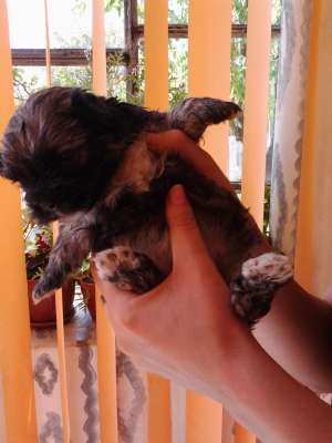Bichoni