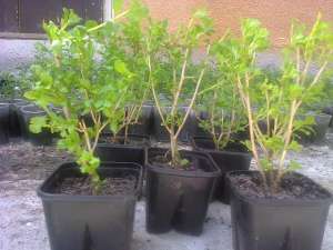 Plante GOJI in ghiveci de 2 ani