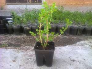 Plante GOJI in ghiveci de 2 ani